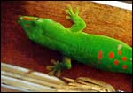 Ceiling visitor, also a Masoala man (gecko)