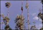 Eucalyptus trees. Spot the man cutting  leaves for oil