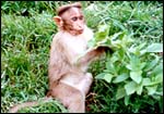 A Nagarhole monkey